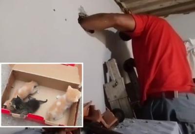 Bombeiros salvam filhotes de gato presos em vão de uma casa na Grande São Paulo
