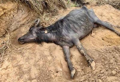 Força-tarefa faz contagem de búfalas que sofreram maus-tratos em Brotas