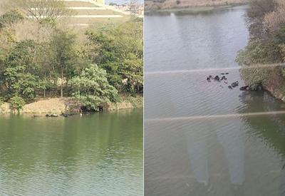 Búfalos são flagrados nadando no Rio Pinheiros, em São Paulo