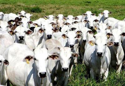 Brasil tem mais gado do que gente, aponta IBGE