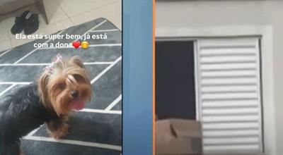 Vídeo impressionante: Cachorrinha cai do último andar e vizinha salva com caixa de papelão