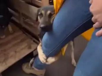 Cachorro resgatado abraça voluntária de SC no Rio Grande do Sul; veja vídeo