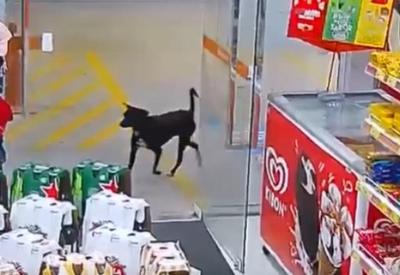 "Aussalto": cachorro rouba boné em loja de Santa Catarina