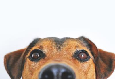 TJ-SP rejeita pedido de pensão para cachorro após divórcio
