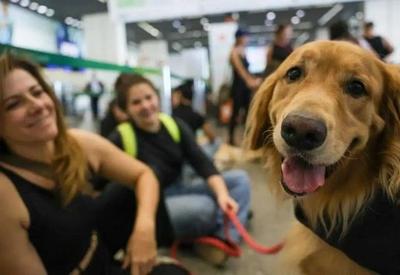 Senado aprova regras para transporte aéreo de animais