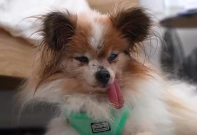 Cachorro mais velho do mundo morre na França aos 30 anos