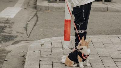 Tutores de cachorros viram alvo de criminosos durante passeios em SP