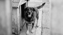 Imagem da notícia Polícia pede apreensão de passaporte de adolescente investigado pela morte do cão Orelha