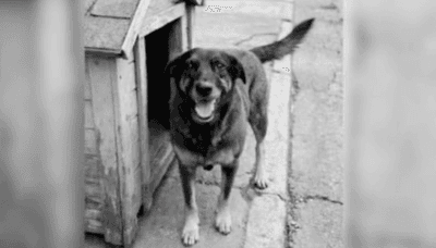 Janja se solidariza com cão Orelha, morto após sofrer maus-tratos de adolescentes em Florianópolis