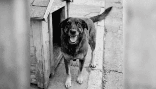 Imagem da notícia: PL que transforma maus-tratos contra animais em crime hediondo entra em regime de urgência na Câmara