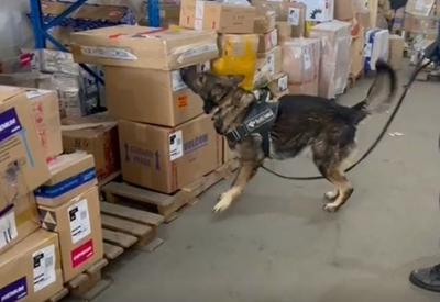 Drogas escondidas em livros infantis e lixeiras fazem PF bater recorde de apreensões no Aeroporto de Guarulhos