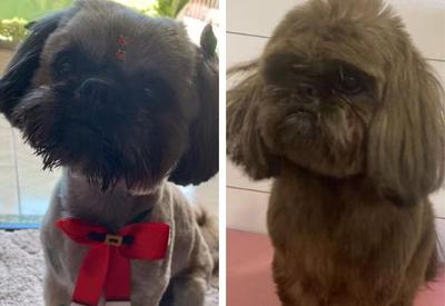 Cachorro furtado teve os pelos tingidos com tinta de cabelo para ocultar crime em SC