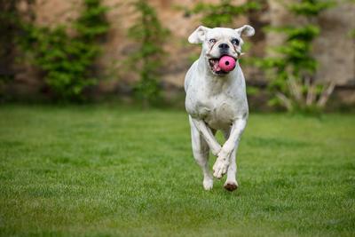 5 coisas que você precisa saber antes de hospedar seu cão ou gato