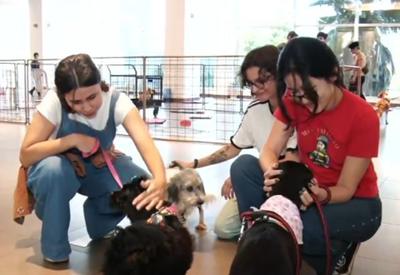 Cachorros resgatados das enchentes do RS são colocados para adoção em feira de Florianópolis