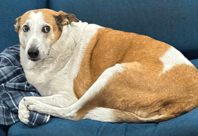 Silveira, cachorro da UFSM, vira fenômeno nas redes sociais e levanta debate sobre adoção