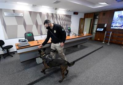 Vídeo: confira os agentes caninos atuando na CPI da Covid