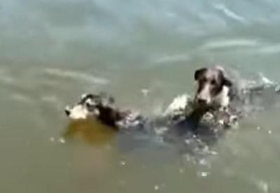 Cães são salvos por pescadores nas águas da Baía de Guanabara no Rio