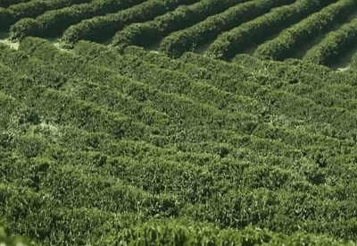 Café Brasileiro, uma paixão mundial: MG é responsável por mais da metade da produção nacional