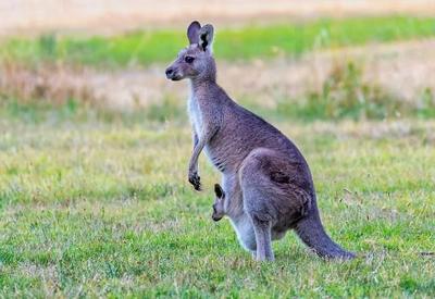 Canguru mata homem que o mantinha como animal de estimação na Austrália