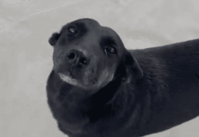 Cão Orelha: Polícia Civil de SC faz buscas em endereços de investigados pela agressão