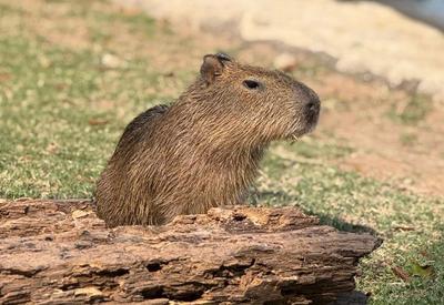 Filhote de capivara resgatado é o novo morador do BioParque do Rio; vote para escolher o nome