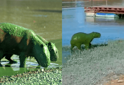 Capivaras verdes: entenda mudança na cor de animais em rio na Argentina
