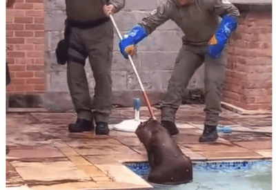 Capivara é flagrada se refrescando em piscina de uma casa em Niterói 