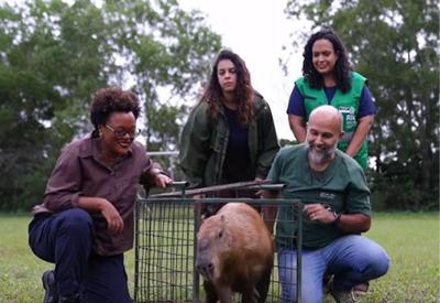 Capivara agredida na Ilha do Governador é solta em reserva ambiental na zona oeste do Rio