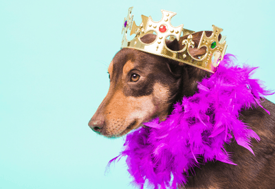 Carnaval pet: saiba como aproveitar a folia com os bichinhos em segurança