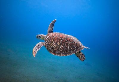 Consumo de carne de tartaruga marinha resulta na morte de 8 crianças e um adulto