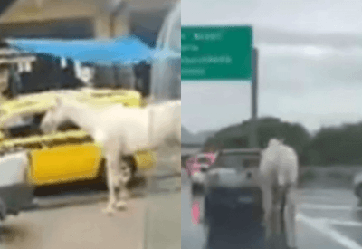 Vídeo: Cavalo amarrado a carro é puxado em meio ao trânsito na zona norte do Rio