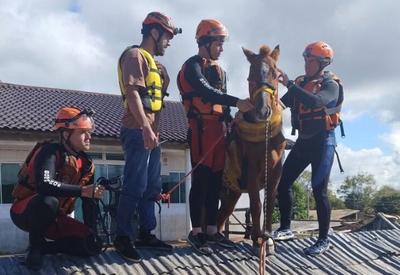 Resgate do cavalo “Caramelo” no RS repercute na imprensa internacional