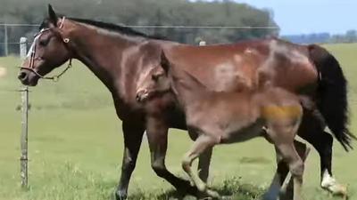 Rio Grande do Sul lidera criação de cavalos Crioulos no Brasil