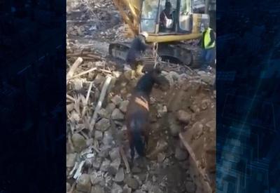 Turquia: cavalo é resgatado vivo de escombros depois de 21 dias