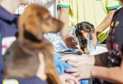 Cães resgatados nas enchentes do Rio Grande do Sul são adotados em Brasília