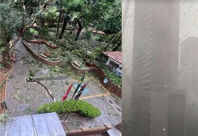 Chuva em SP: 343 chamados de queda de árvores foram registrados durante temporal