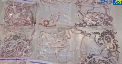 Homem é preso contrabandeando 104 cobras vivas dentro da calça na China