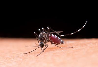 DF receberá hospital de campanha para tratamento da dengue; mais de 30 mil casos já foram notificados