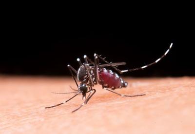 Dengue: Belo Horizonte decreta situação de emergência