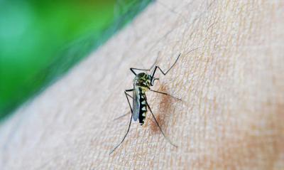Ministério da Saúde promove dia “D” contra a dengue