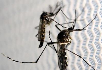 Brasil ultrapassa 500 mil casos prováveis de dengue em 2024