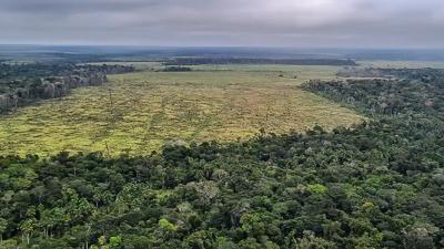Amazônia pode perder área florestal equivalente a Macapá em 2025, aponta Imazon 