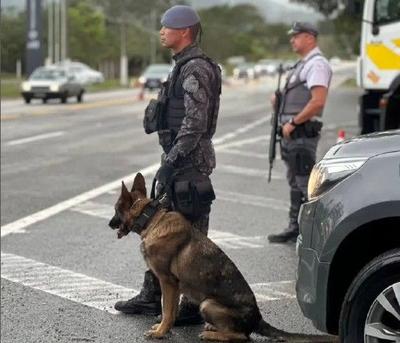 Cães da PM de São Paulo ajudam em mais de 2 mil apreensões de drogas em 2025