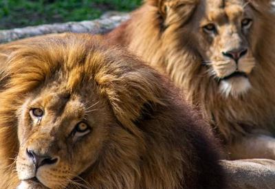 Leoa mata cuidador e foge com leão em um zoológico no Irã