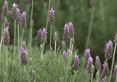 Cidade gaúcha se firma como capital nacional da lavanda e como destino turístico