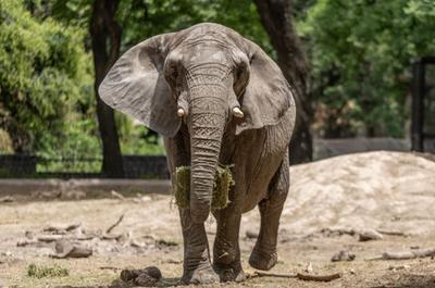 Elefanta Pupy chega a santuário no Mato Grosso após 30 anos em zoológico na Argentina