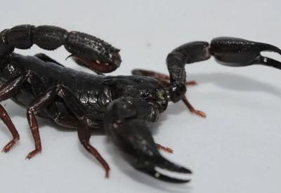 Pesquisa brasileira encontra em escorpião amazônico possível aliado contra o câncer de mama