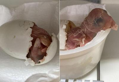 VÍDEO: Filhote de arara azul ameaçada de extinção nasce em Zoo de SP