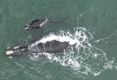 Primeiro filhote de baleia-franca de 2024 é avistado no Sul do Brasil; veja vídeo