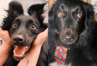 Cão morre em creche para pets enquanto tutores viajavam em lua de mel